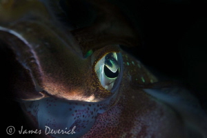 About the eye / Squid by James Deverich 